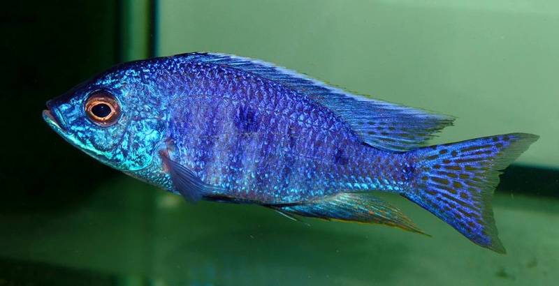 Copadichromis azureus 'Mbenji Island'